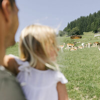 Familie wandert am Hahnenkamm in Kitzbühel mit Kühen im Hintergrund