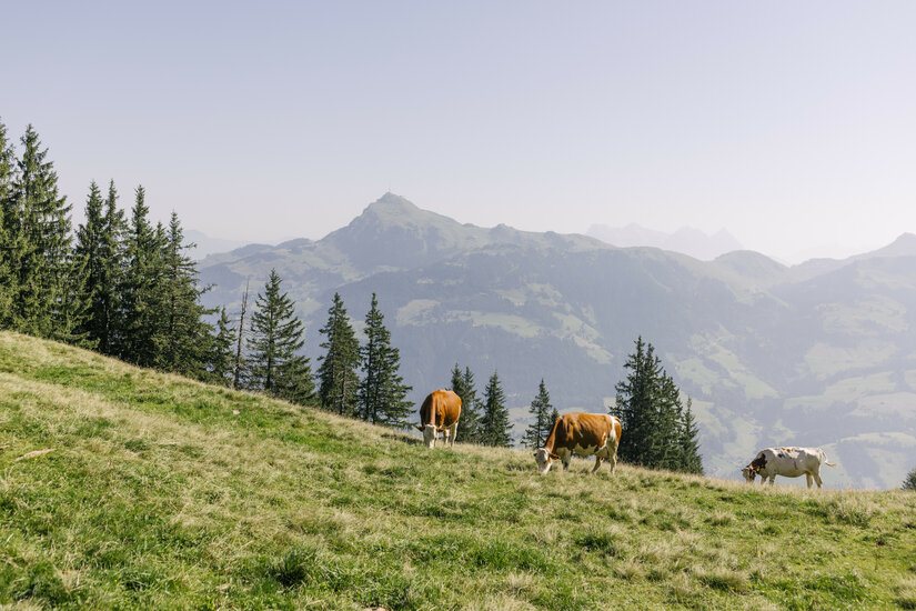 Kitzbühel Berglandschaft Sommer