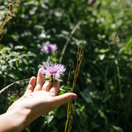 Hand, die eine Blume berührt
