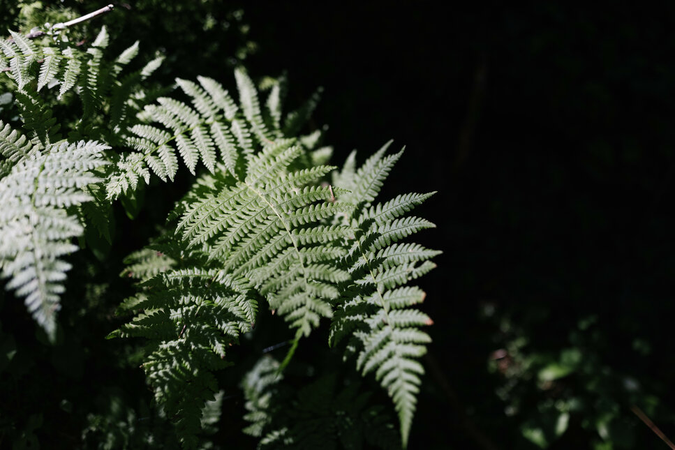 Ein Farnblatt im Wald