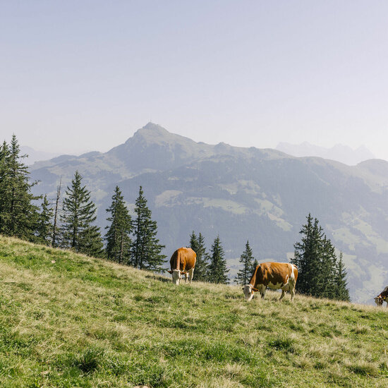Familie Wandern Hahnenkamm Sommererlebnis Hahnenkamm – Wo Skilegenden zur Wanderkulisse werden